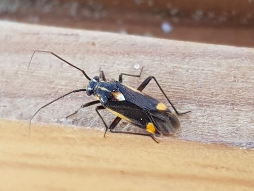 Capsodes sulcatus